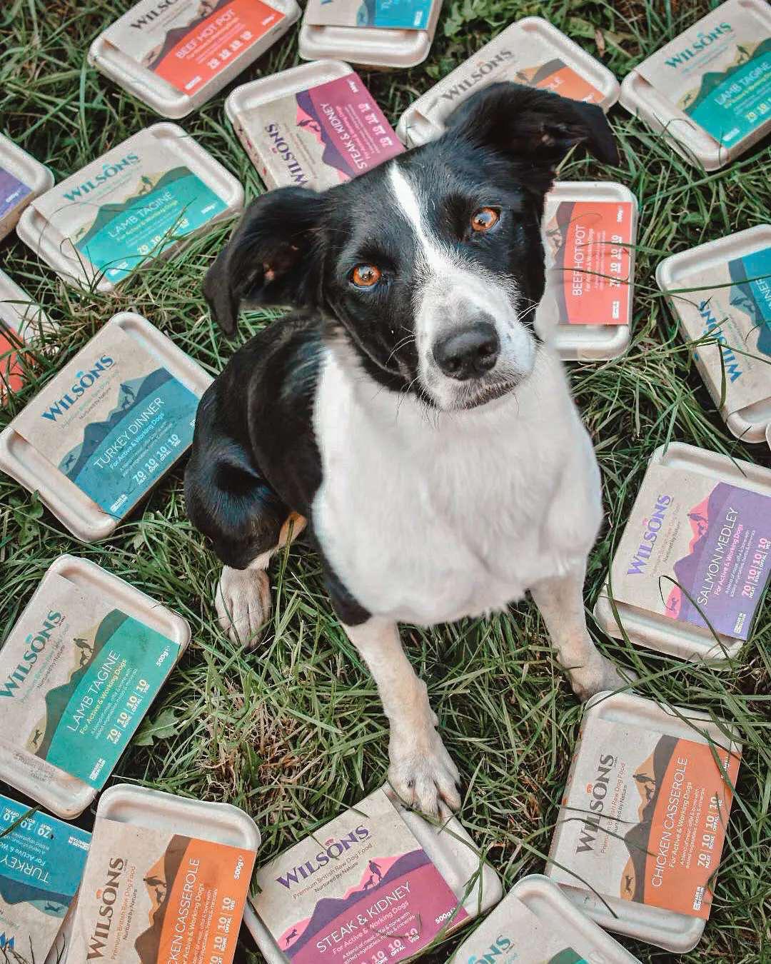 Wilsons Pet Food are champions of compostable packaging
